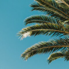 Fototapeta premium Palm fronds against a bright blue sky, creating a tropical and summery aesthetic