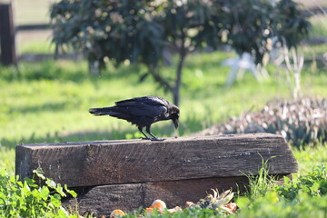 raven pecking log