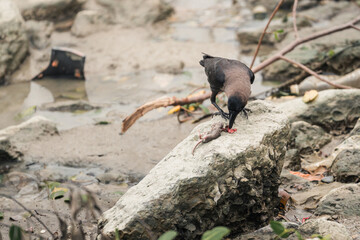 house crow eating a rodent mouse or rat