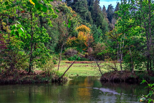  Elgin Heritage Park. Nature Park With creek and forest in autumn time green and yellow trees at the shore. In White Rock City British Columbia
