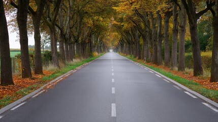 Obraz premium A serene road lined with trees displaying autumn foliage, creating a picturesque, tranquil atmosphere for travelers.
