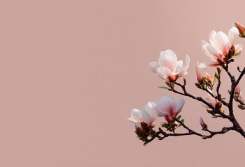 Fototapeta premium Pink blossoms with delicate petals on branches against a uniform, dusty rose background