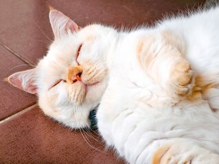 cat lying on the carpet