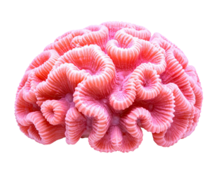 Pink coral brain close-up
