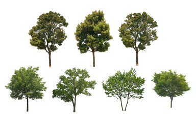 Fototapeta premium front View Vector Icons of Trees and Plants for Floor Plan and Architectural Design Projects, Landscape Design