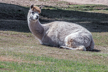 Alpaca © Don