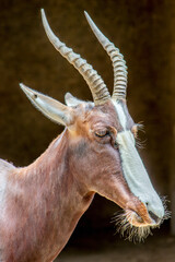 Bongo Antelope