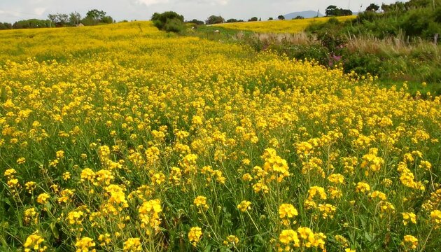 Vast field of vibrant yellow flowers