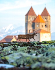 Deer walks by a castle with snowy peaks behind