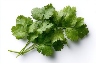 Overhead view of fresh, green, leafy herb sprigs on a plain white background