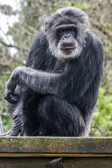Chimpanzee