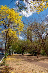 View of 'Alameda das Rosas ' in Goiania, Brazil