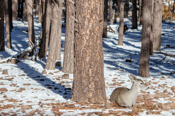 mule deer,
