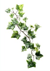Realistic illustration of English ivy branch with green and white leaves on a white background