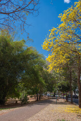 Fototapeta premium View of 'Alameda das Rosas ' in Goiania, Brazil