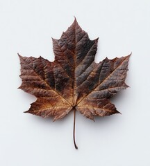 Close-up view of a withered, textured maple leaf, displaying shades of brown against a white backdrop