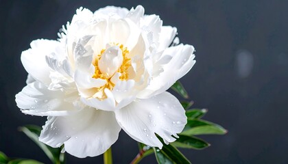 Close-up of a pristine white peony