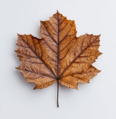 A single, dried maple leaf rests against a white background, showcasing intricate veins and texture