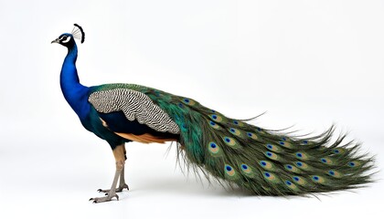 Fototapeta premium Majestic peacock displaying iridescent plumage against white background bird avian
