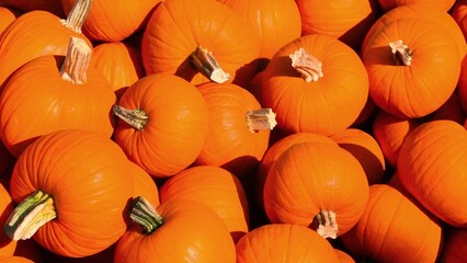 A closeup shot of a pile of pumpkins, pumpkin background 