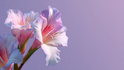 Close-up of delicate gladiolus flowers in soft pink and white hues against a purple backdrop
