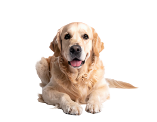 Golden Retriever lying down, looking directly at camera