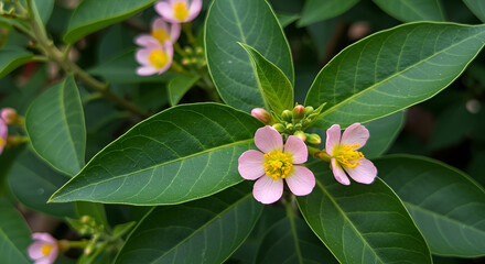 Herbal arrangement: Lawsonia inermis (Henna leaves) with its small fragrant flowers.