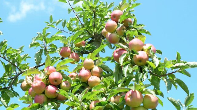 Ripe organic apples are hanging on the apple tree. The concept of harvesting and farming