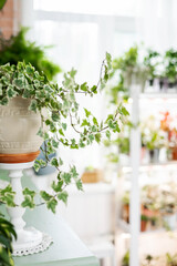 Lush greenery hedera ivy with ornamental leaves in white ceramic pot at indoor home garden