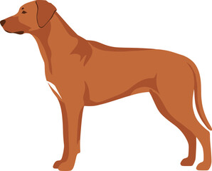 Simple Flat Style Brown Rhodesian Ridgeback Breed Isolated Animal