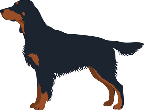 Detailed Flat Illustration of Gordon Setter Dog Breed Standing Sideways View