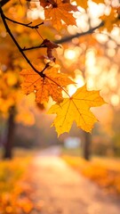 Golden autumn leaf on a sunlit park path