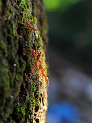 Close up of a weaver ant walking on a mango tree.