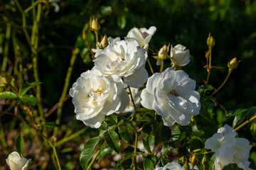 Obraz premium Wonderful roses in the city park