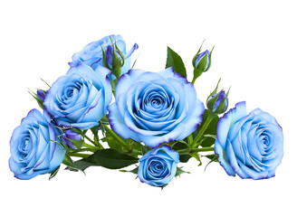  blue roses with petals isolated on transparent background