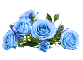  blue roses with petals isolated on transparent background
