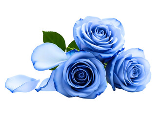  blue roses with petals isolated on transparent background