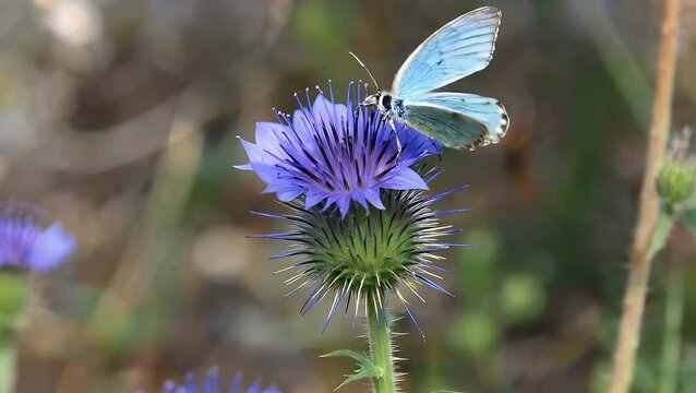 Detailed proximate examination of the intricate floral structures of scabious blossom exhibiting vivid cerulean pigmentation