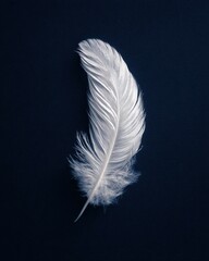 Obraz premium Single Perfect White Feather Resting on Clean Dark Surface