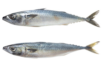 Two whole raw mackerel fish isolated on a transparent background.