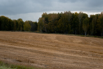 An autumn rural landscape with a parched field in the foreground and a forest of colorful trees in the background under an overcast gray sky. An atmospheric depiction of the end of the season, with co