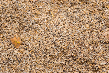 Macro photo of a scattering of oat seeds with an autumn leaf. The natural grain texture, golden tones, freshness, and organic character, viewed from above. Natural ingredients for farming, forage, or 