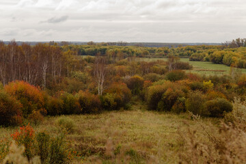 Fototapeta premium An autumn landscape with a clearing and mixed woodland. In the foreground are colorful shrubs and grasses, while in the distance, birch trees with sparse foliage gradually transition into a forest wit