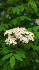 Delicate Rowan Blossoms Against Green Foliage