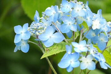 植物　山　アジサイ
