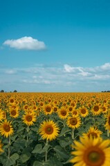 Fototapeta premium Sunflower Field under Blue Sky: A vast field of radiant sunflowers stretches towards a clear blue sky, creating a breathtaking summer landscape full of natural beauty and vibrant colors.