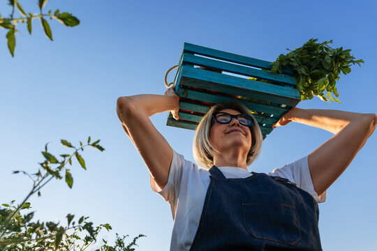 Fototapeta Female farmer carrying crate of vegetables on head in cultivated field