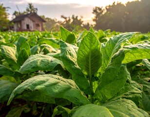 Tobacco leaves in a field at sunrise (1)