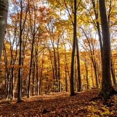 Fototapeta premium Autumn trees (1)