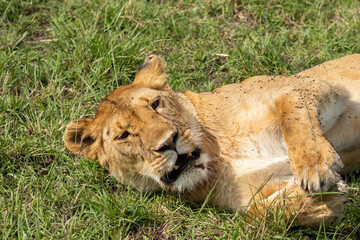 Lioness relaxing on the grass with a mouth open in a safari park in Kenya